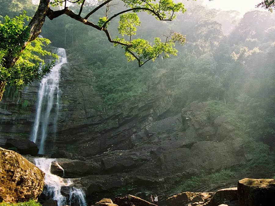 Sinharaja Rainforest Reserve