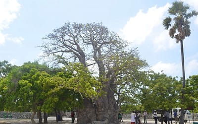 Baobabs en la isla de Delft