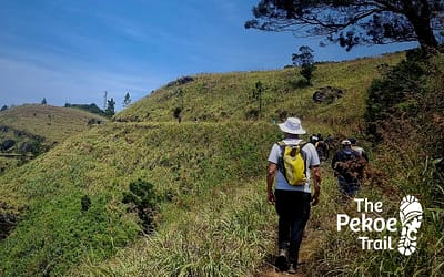 Pekoe Trail