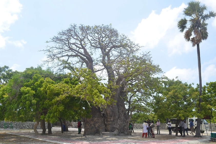 Baobabs en la isla de Delft